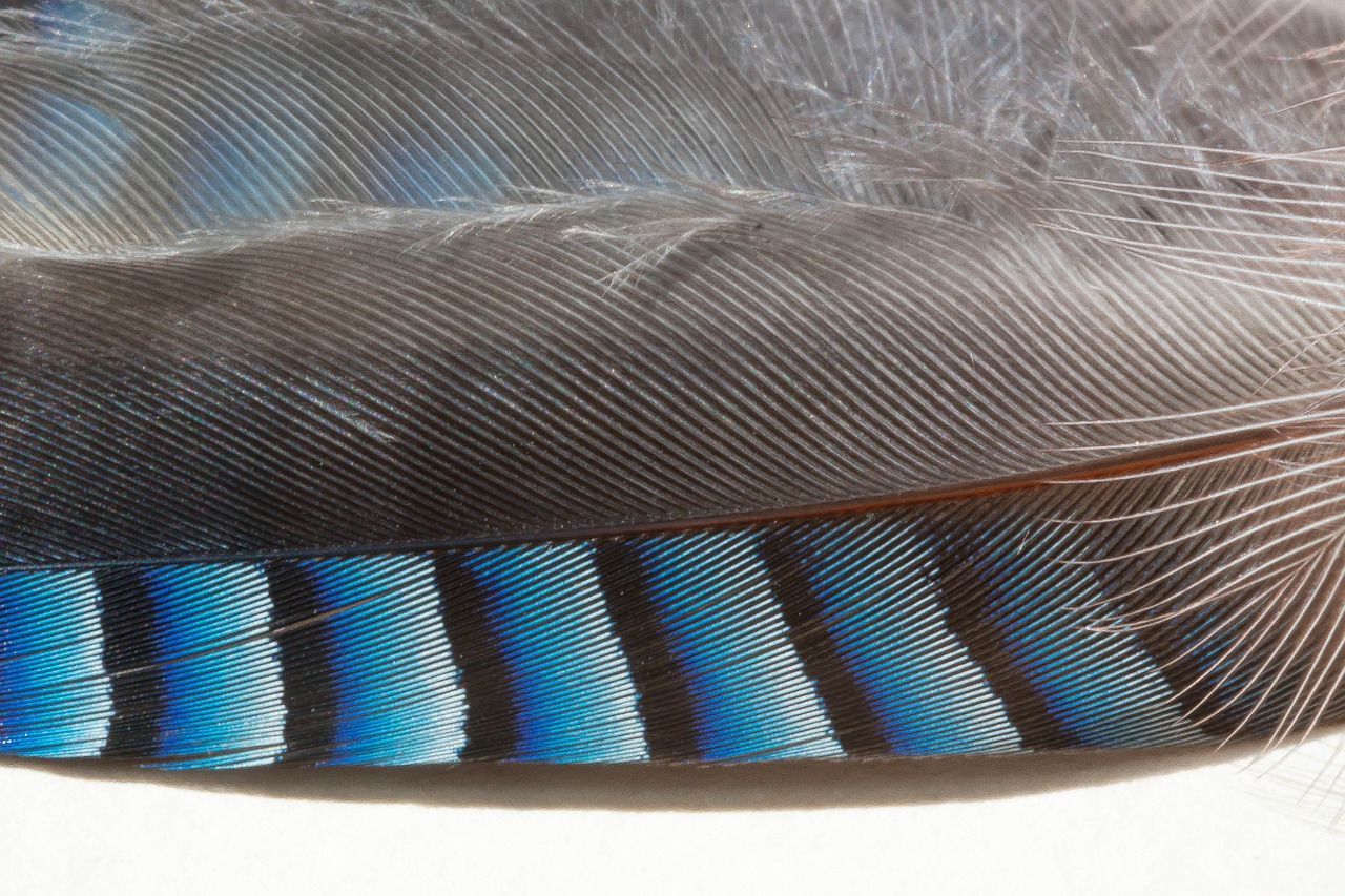 feather jay garrulus glandarius free photo
