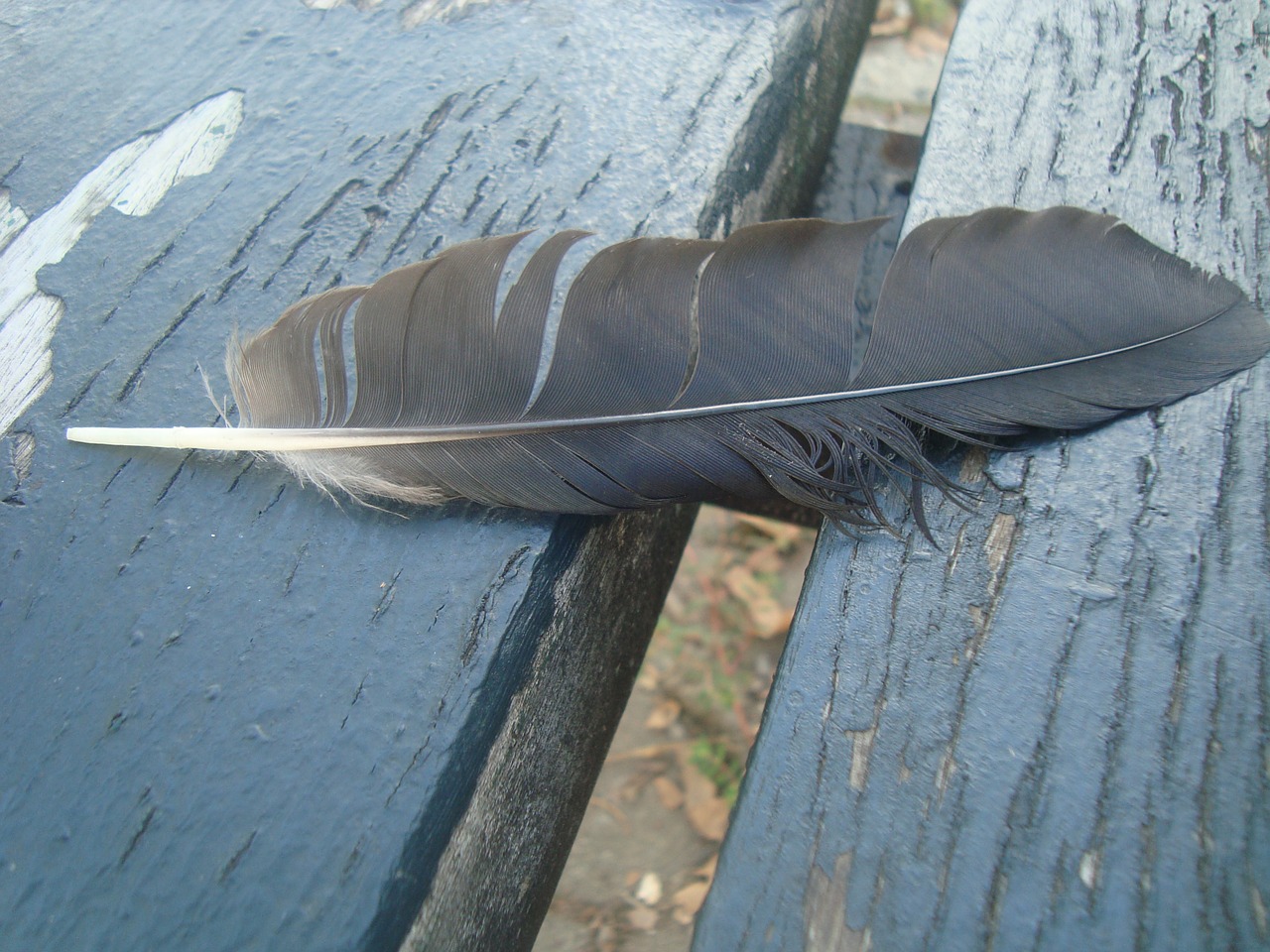 feather bench wing free photo