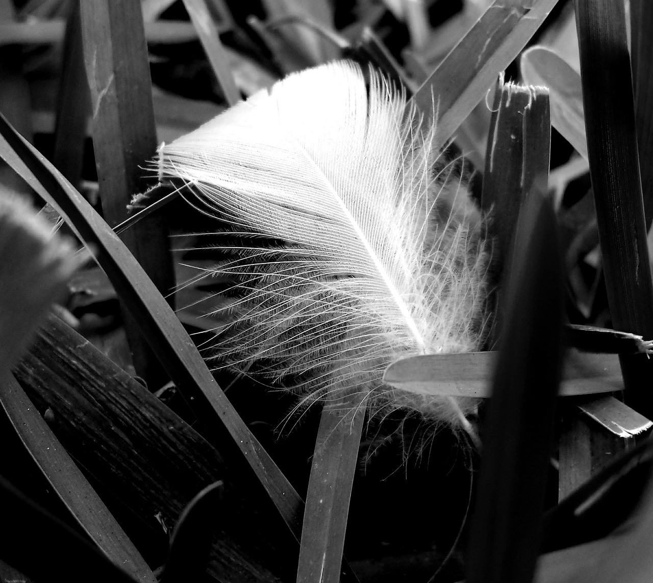 feather grass nature free photo