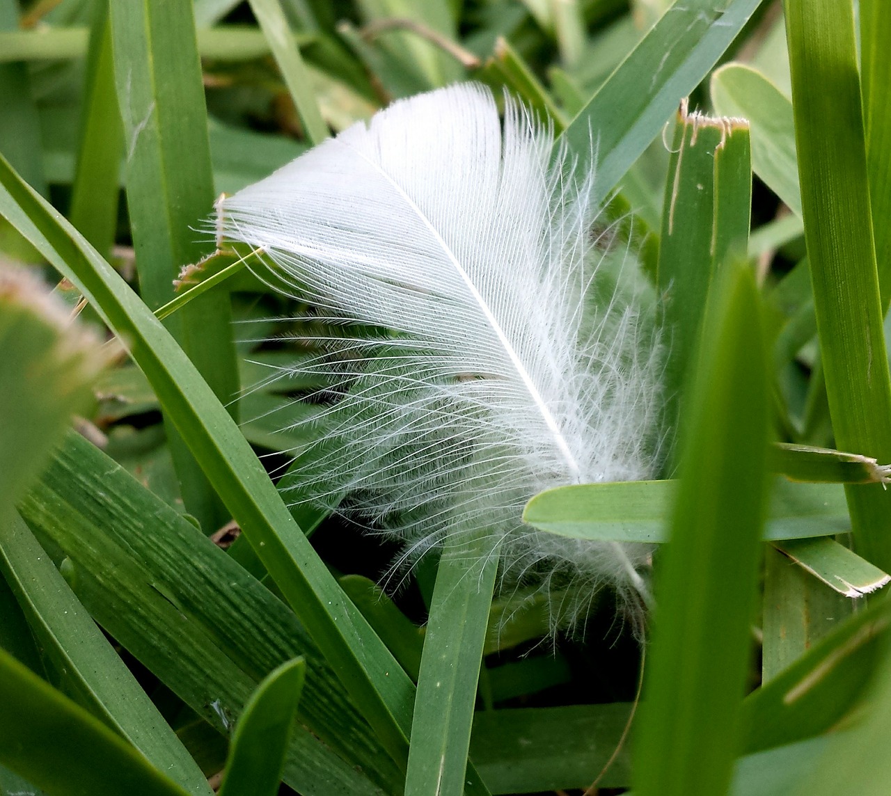 feather grass green free photo