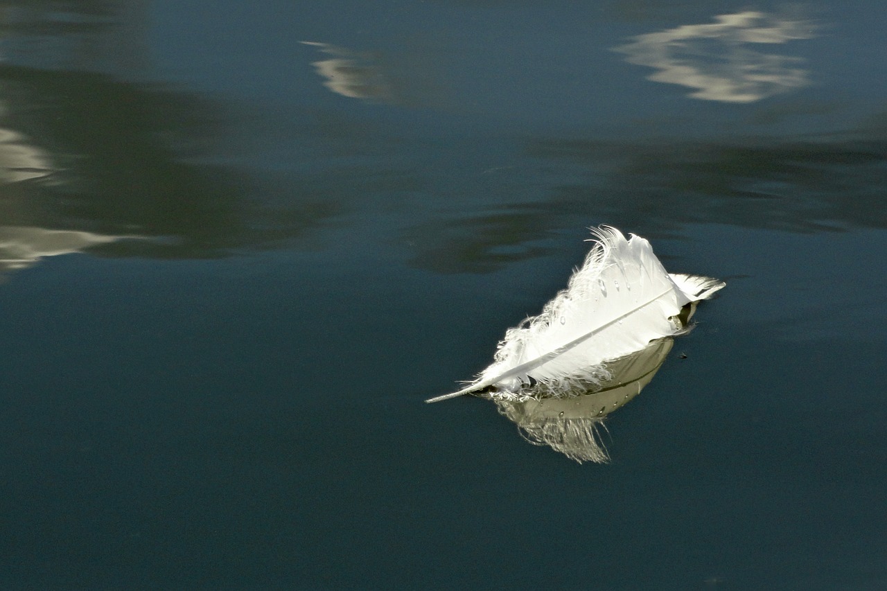 feather swan feather water free photo