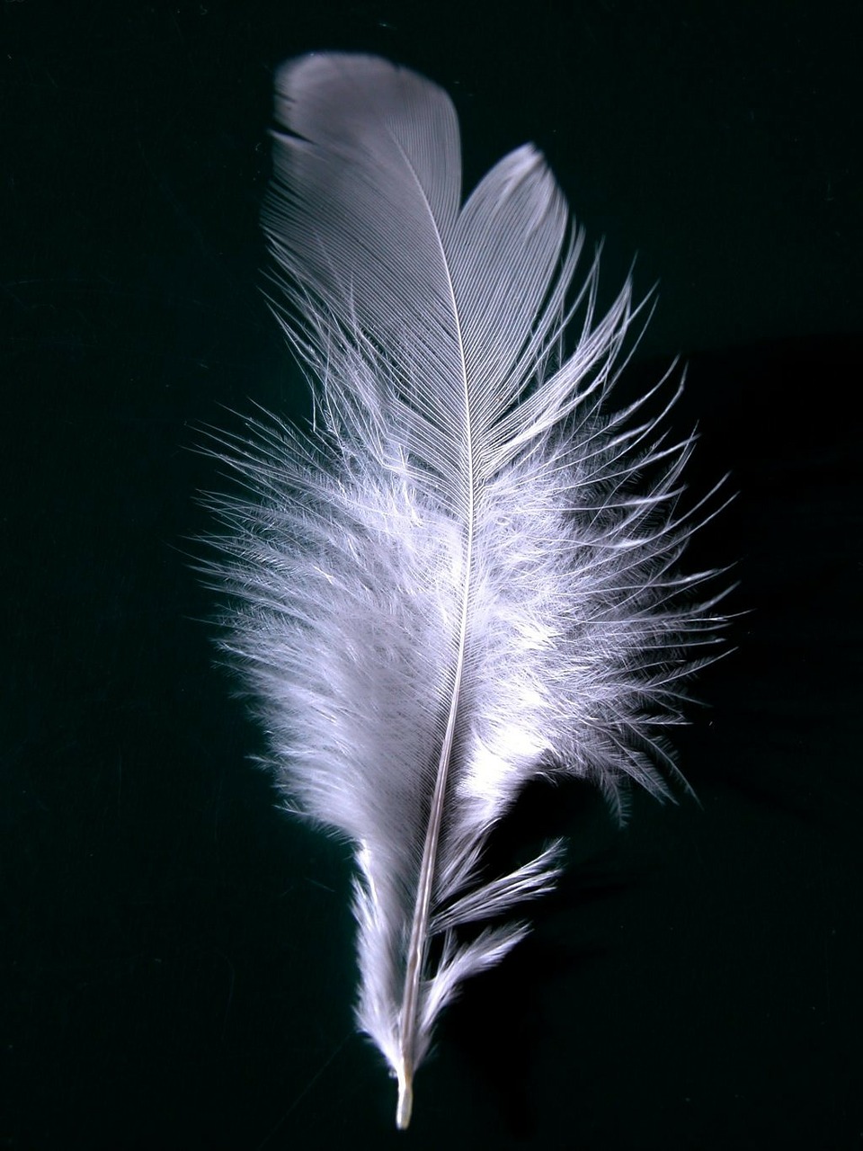 feather plumage wing free photo