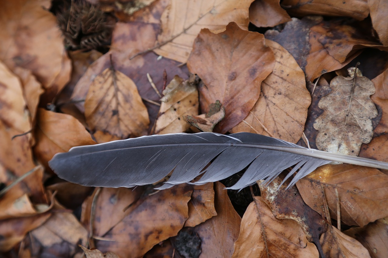 feather leaves forest free photo