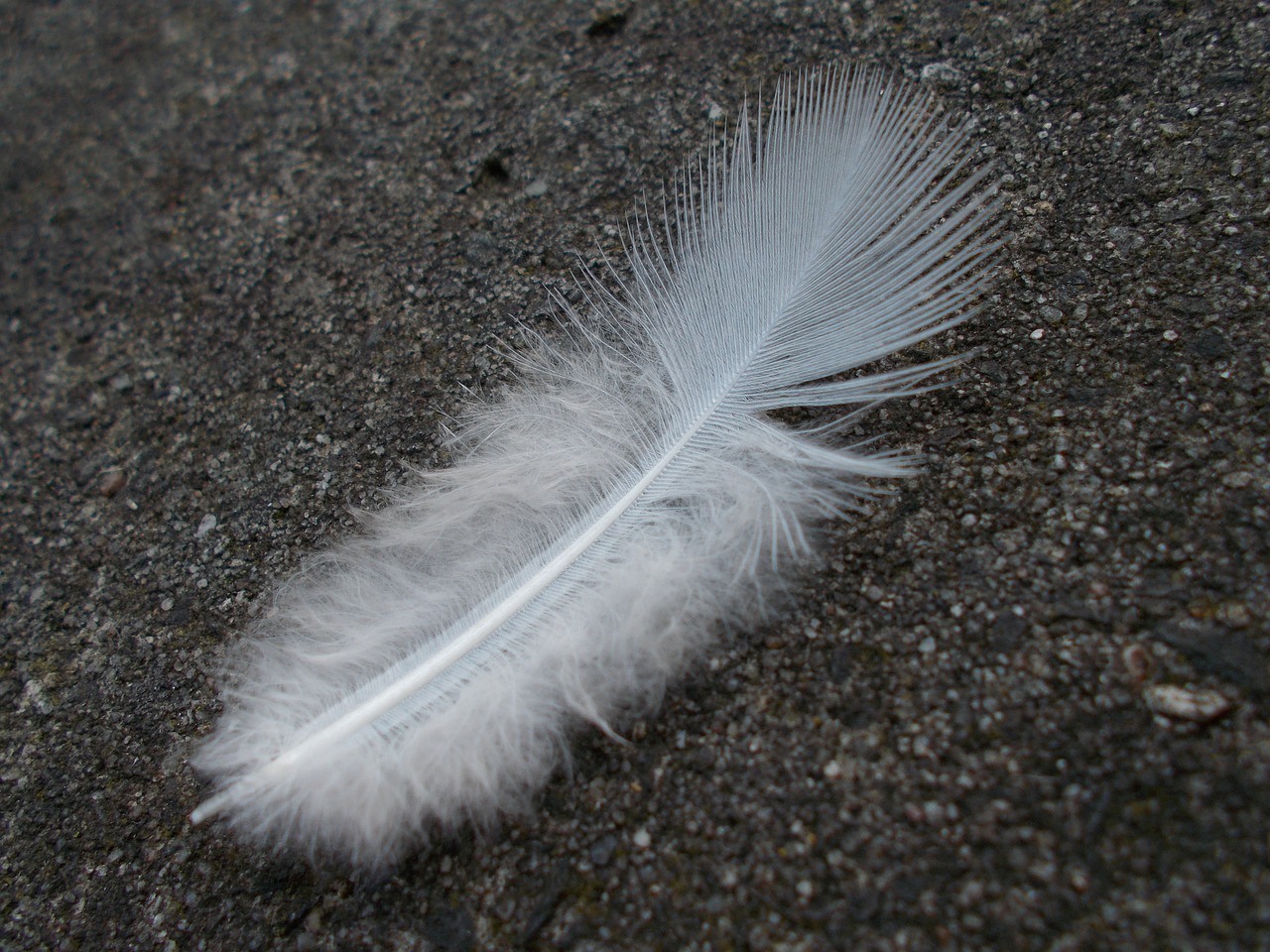 feather white bird free photo