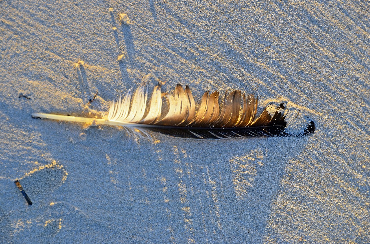 feather sun sand free photo