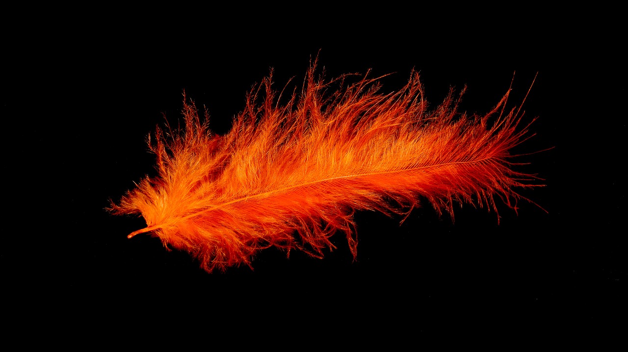 feather bird feather orange free photo