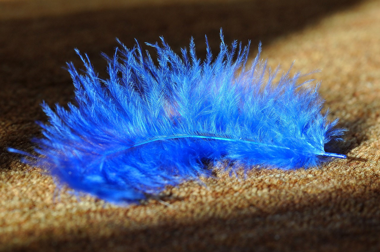 feather blue animal springs free photo