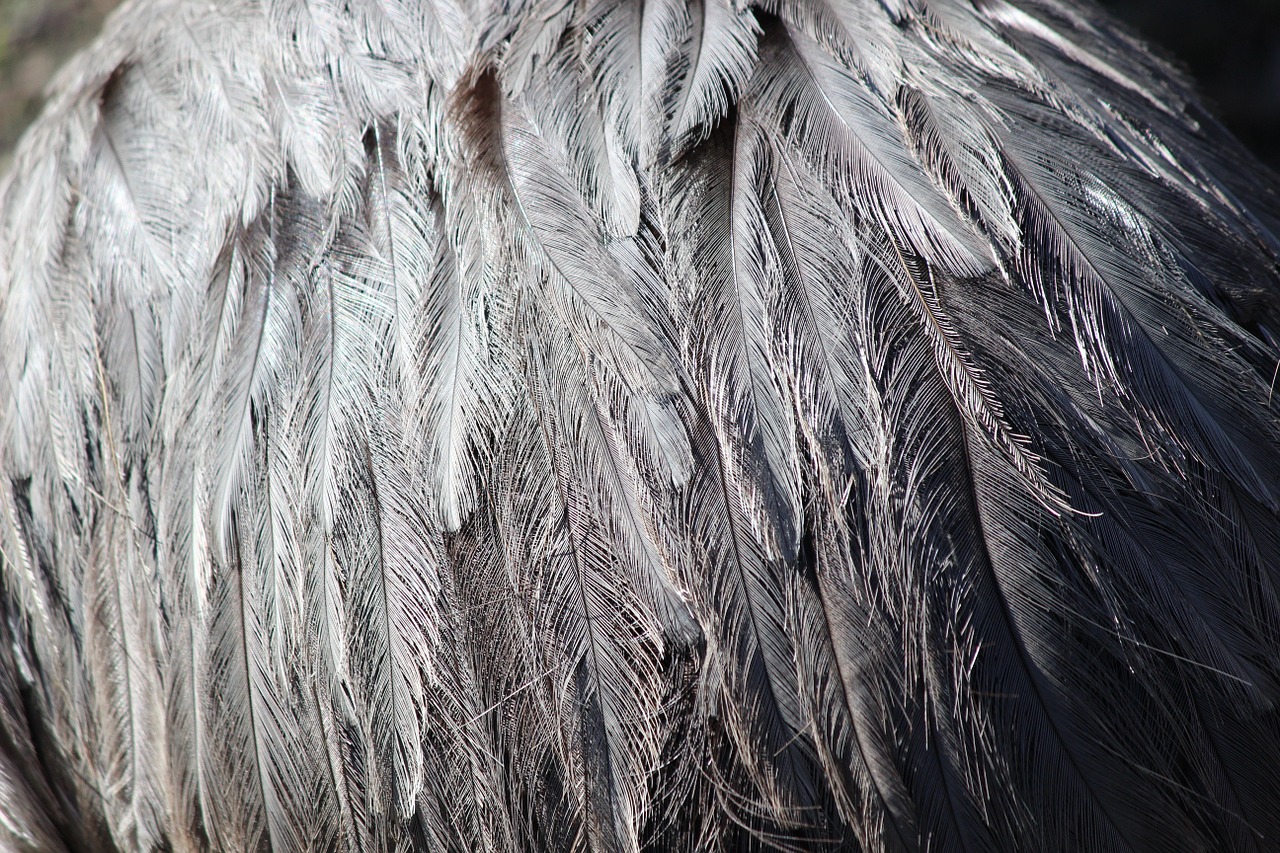 feather grey ostrich free photo