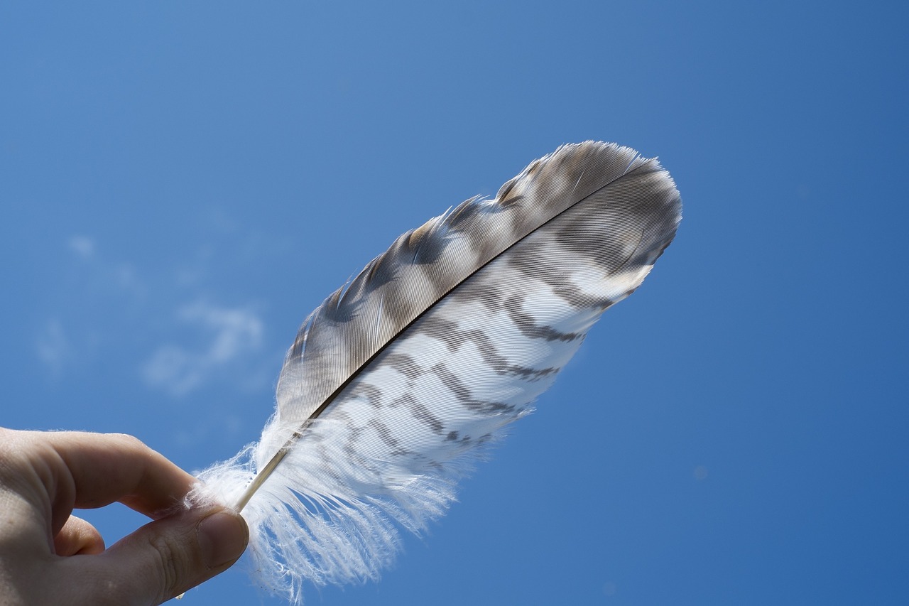 feather blue sky free photo