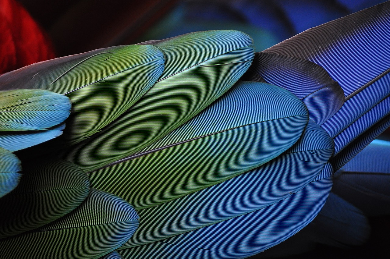 feather parrot colorful free photo