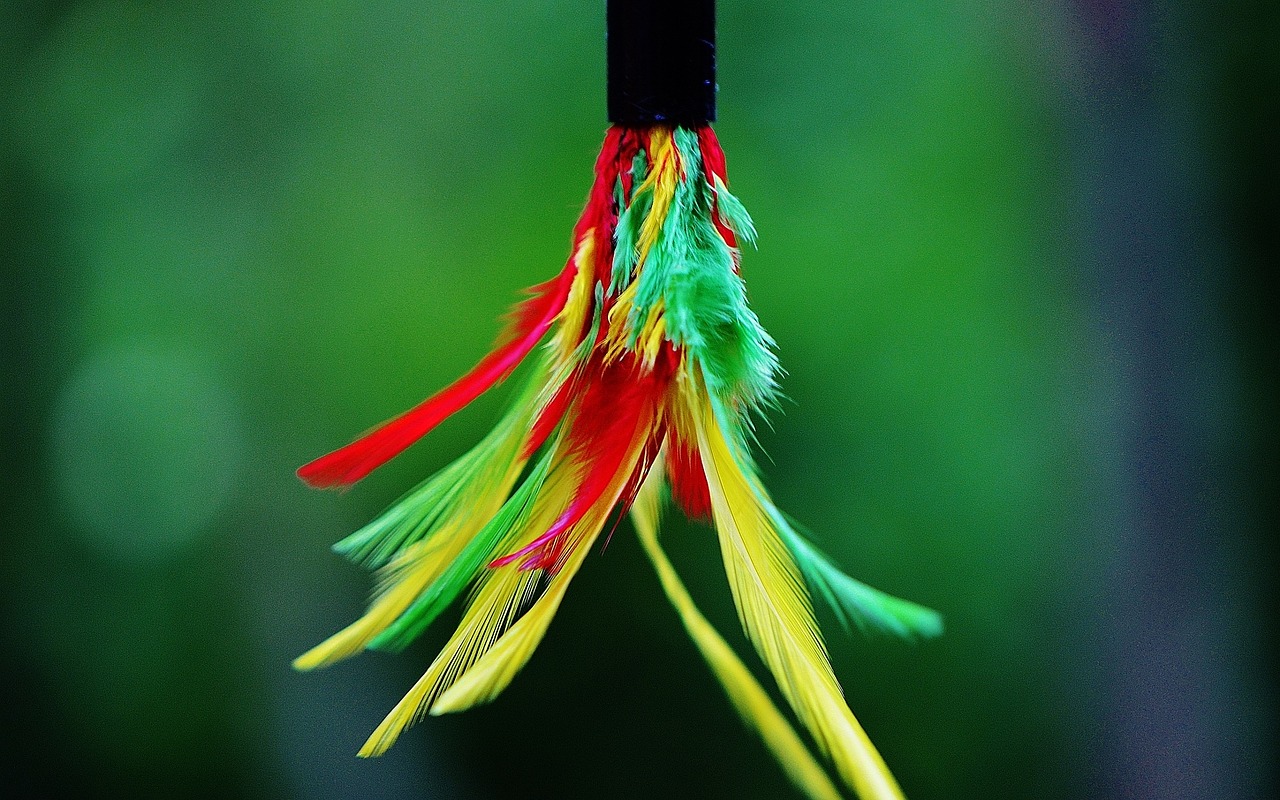 feather colorful color free photo