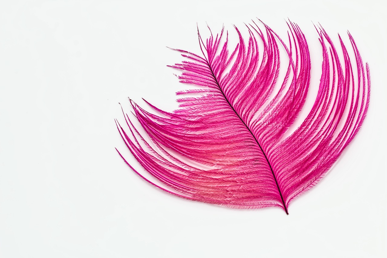 feather desktop wallpaper ostrich feather free photo