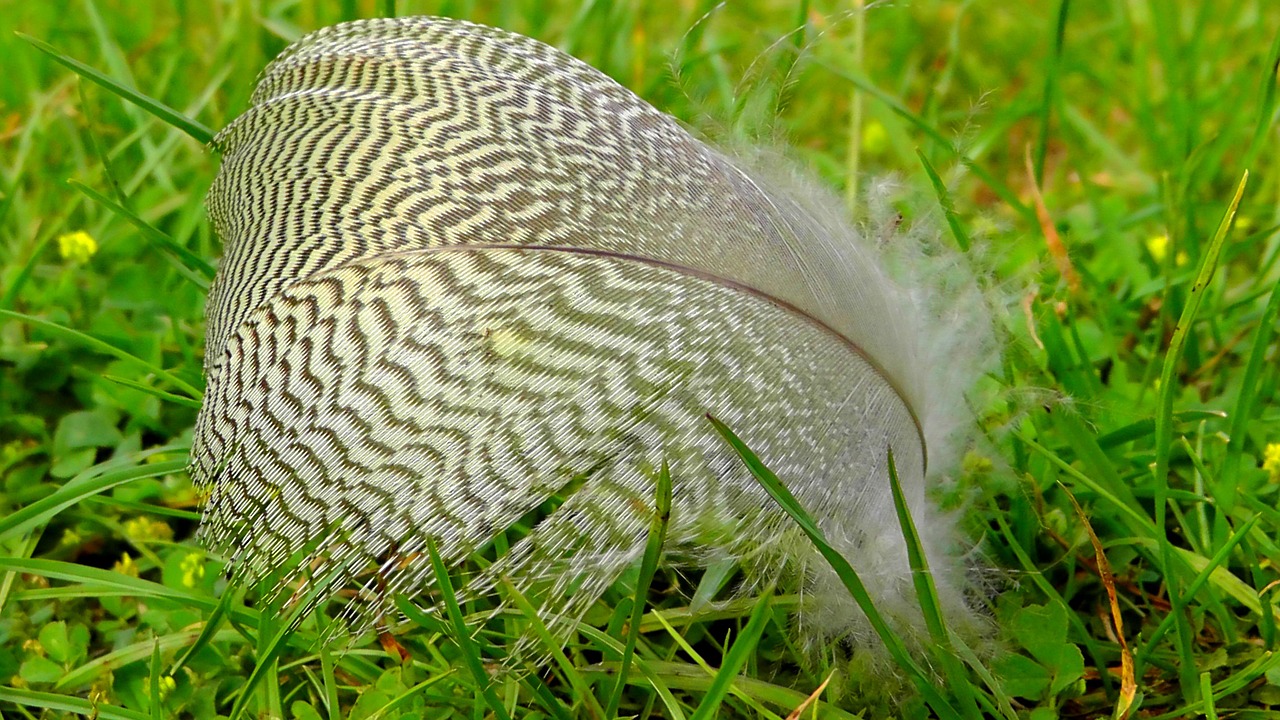 feather bird nature free photo