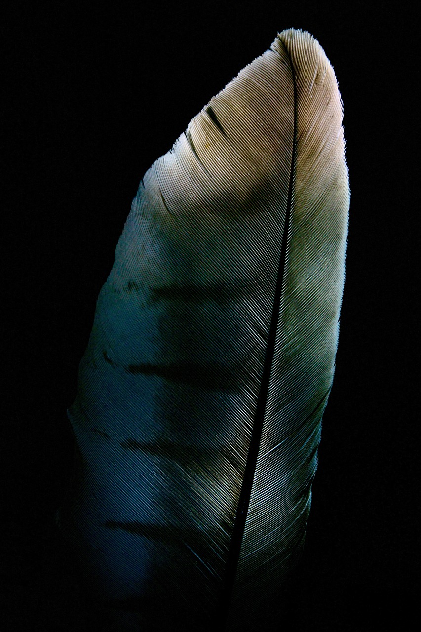 feather raptor milan free photo