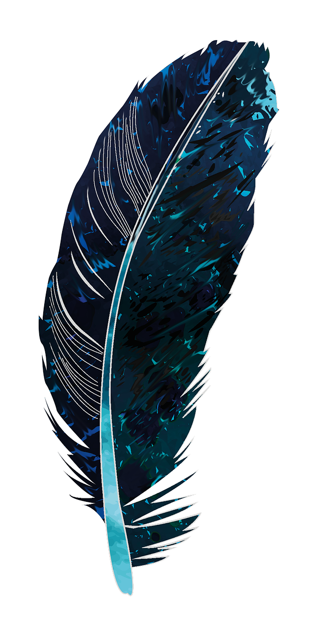 feather blue black free photo