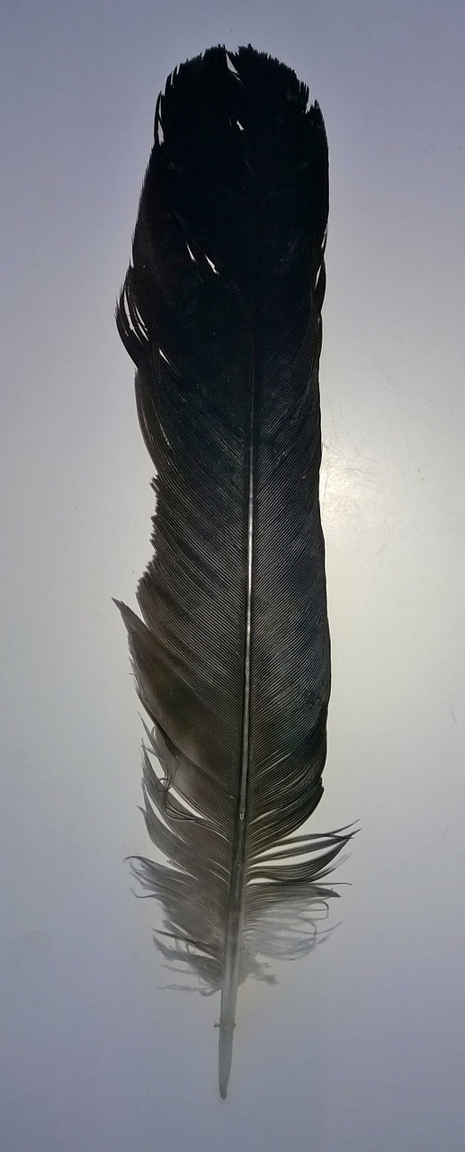 feather black bird free photo