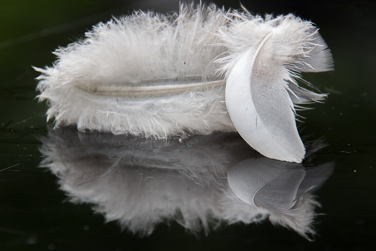 feather mirror black white free photo