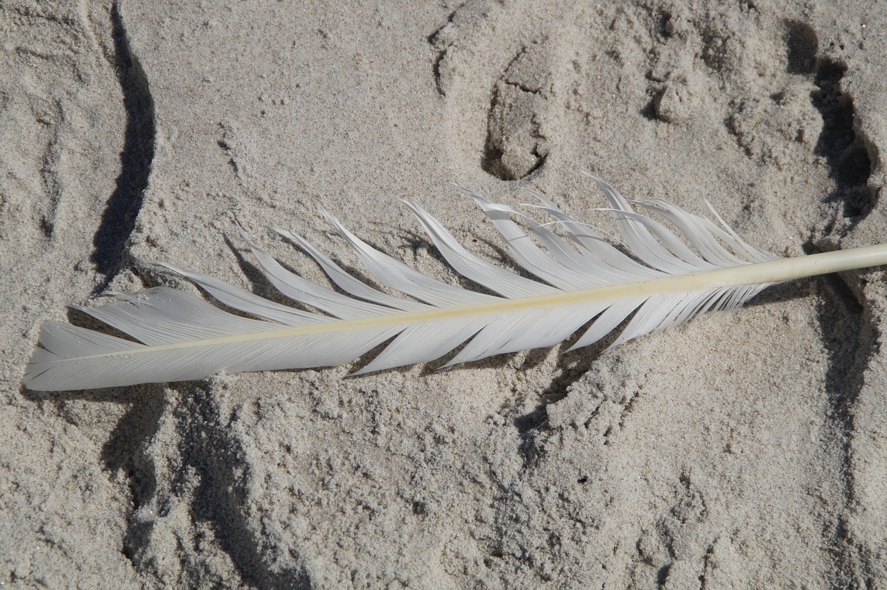 feather seagull bird feather free photo