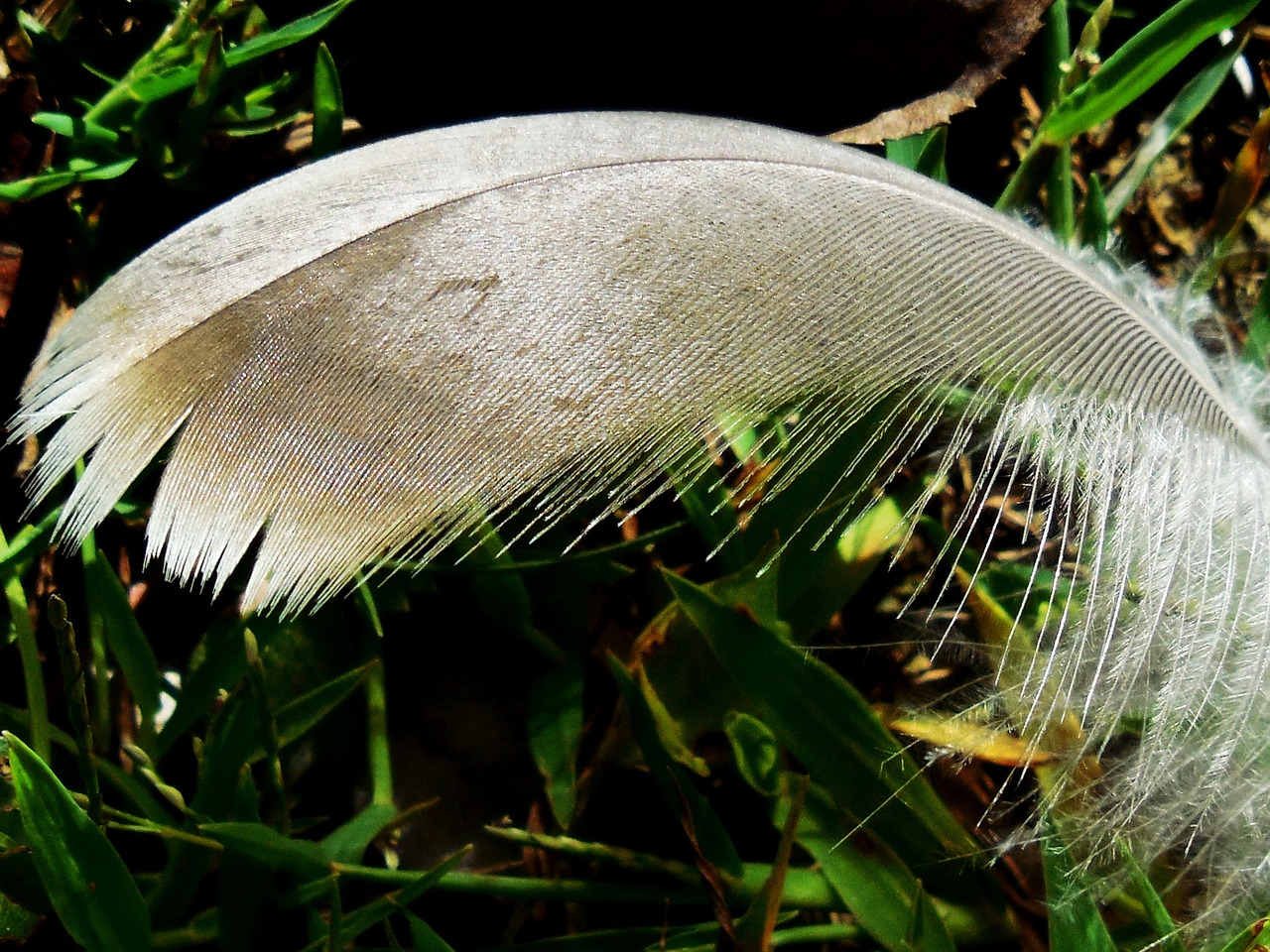 feather delicate soft free photo