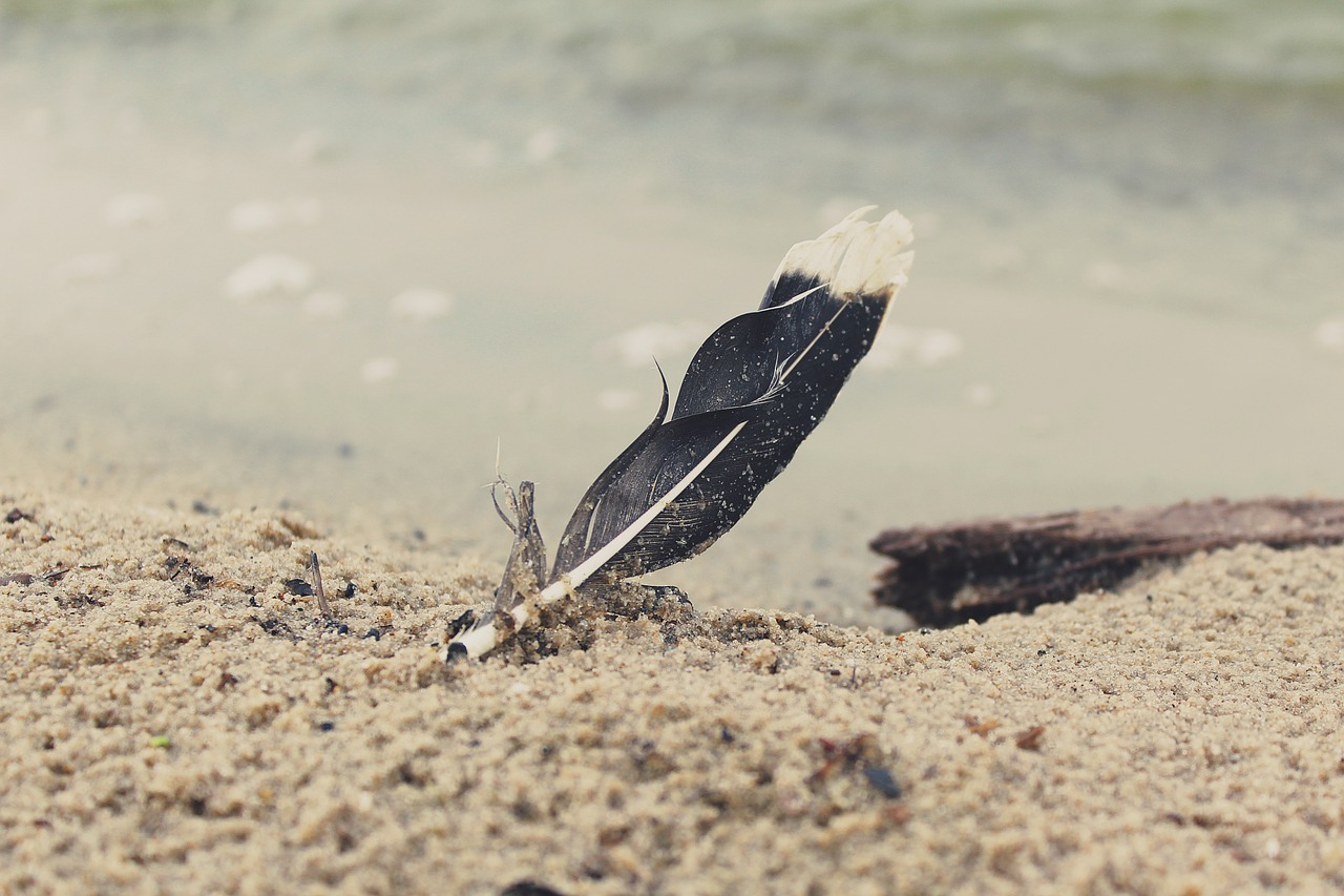 feather beach sand free photo