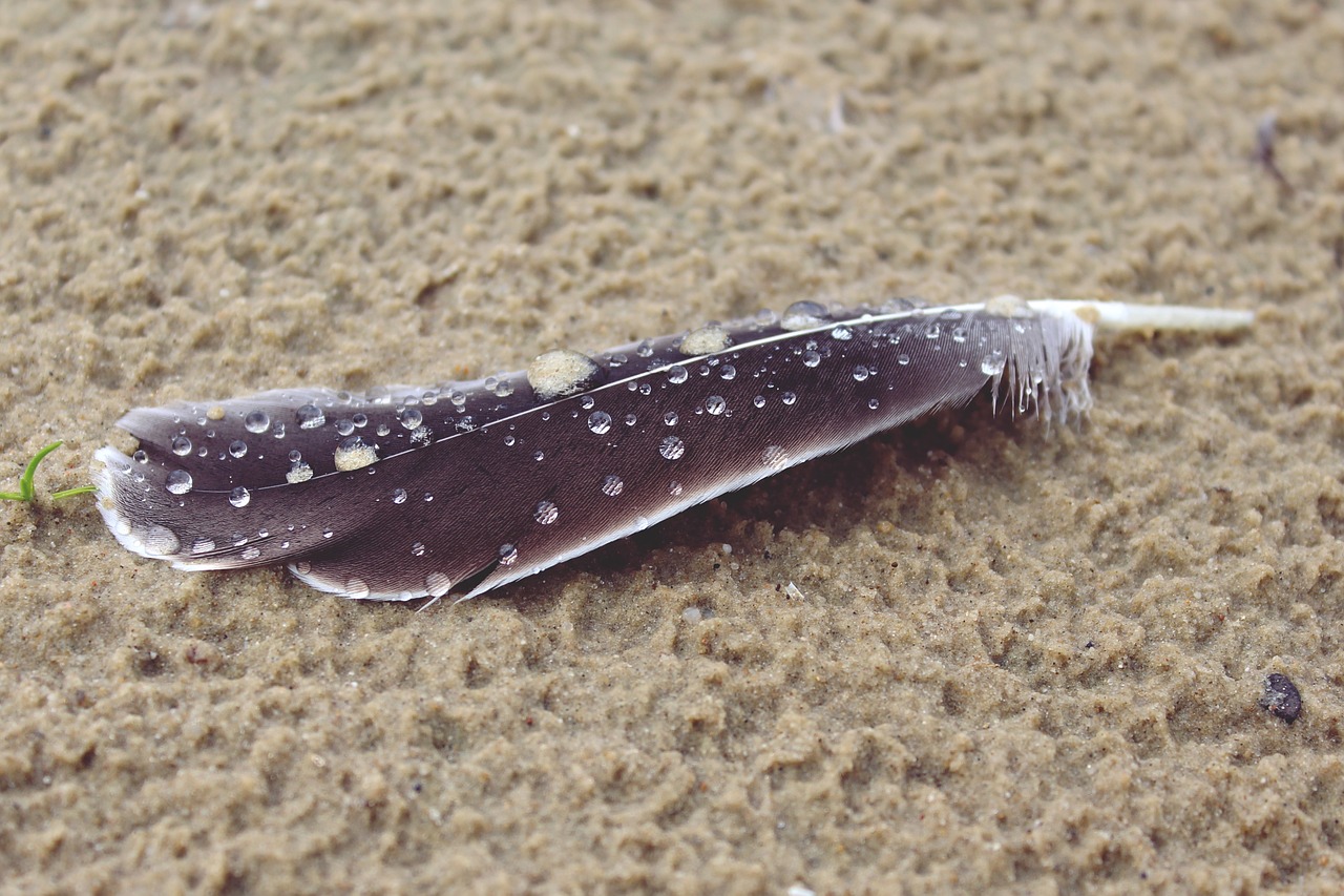 feather beach sand free photo