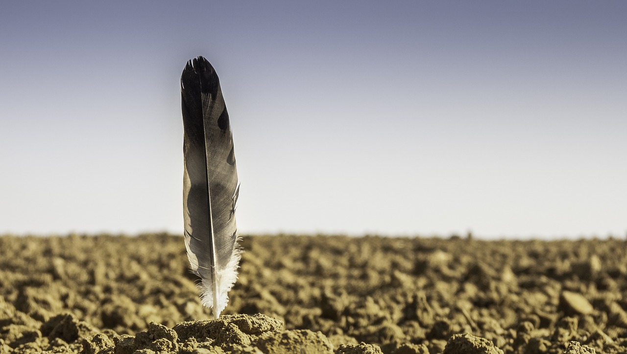 feather arable foresight free photo