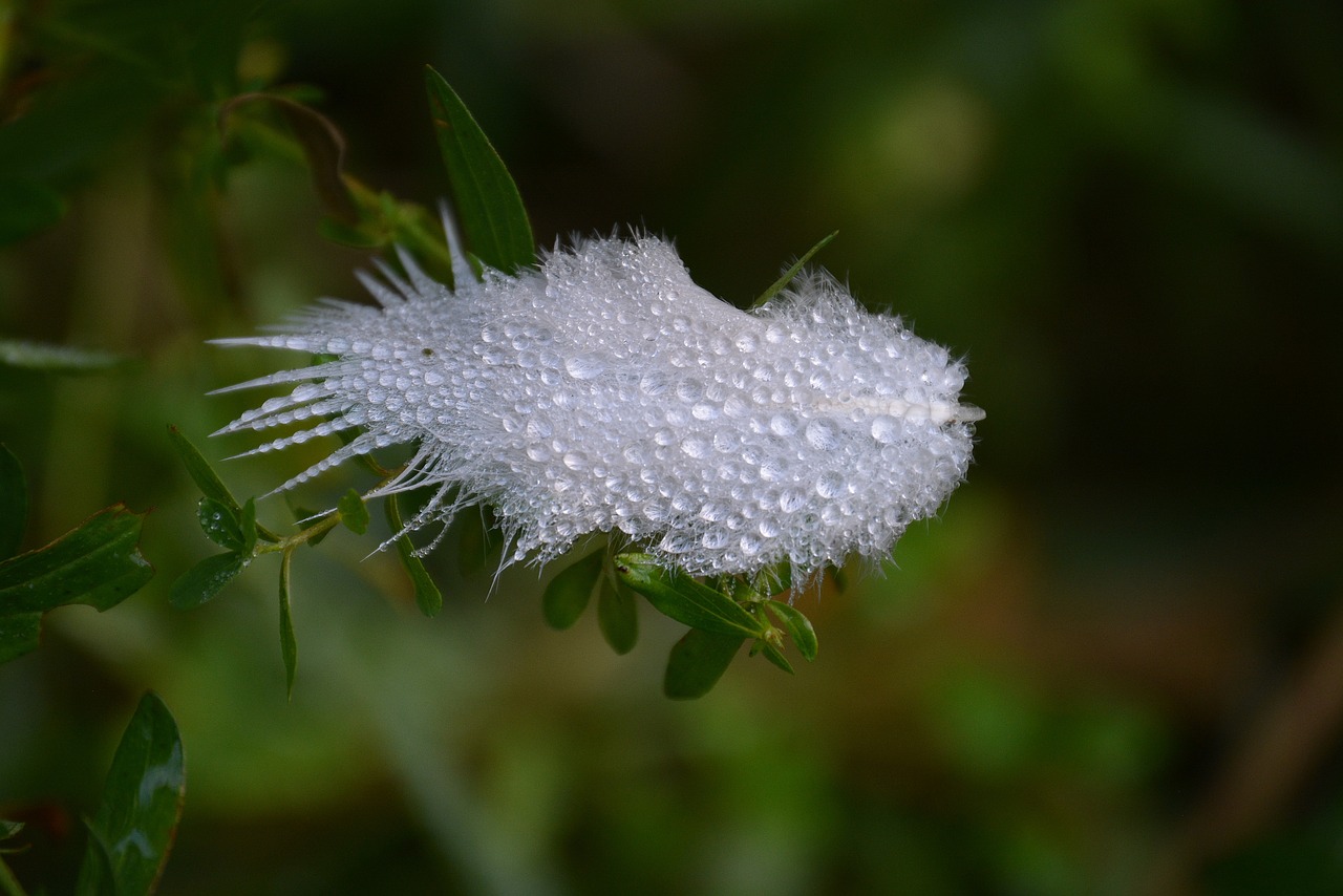 feather wet nature free photo