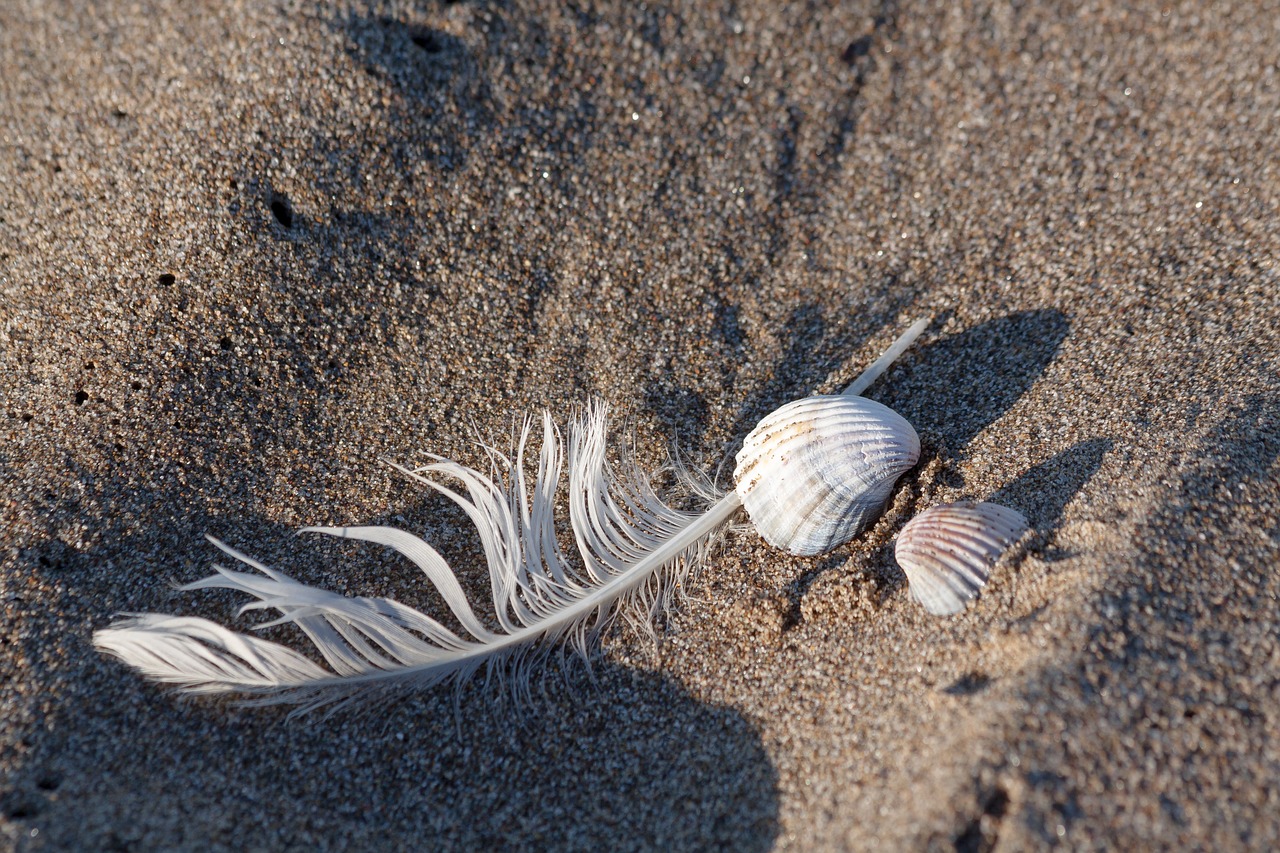 feather shell sea free photo