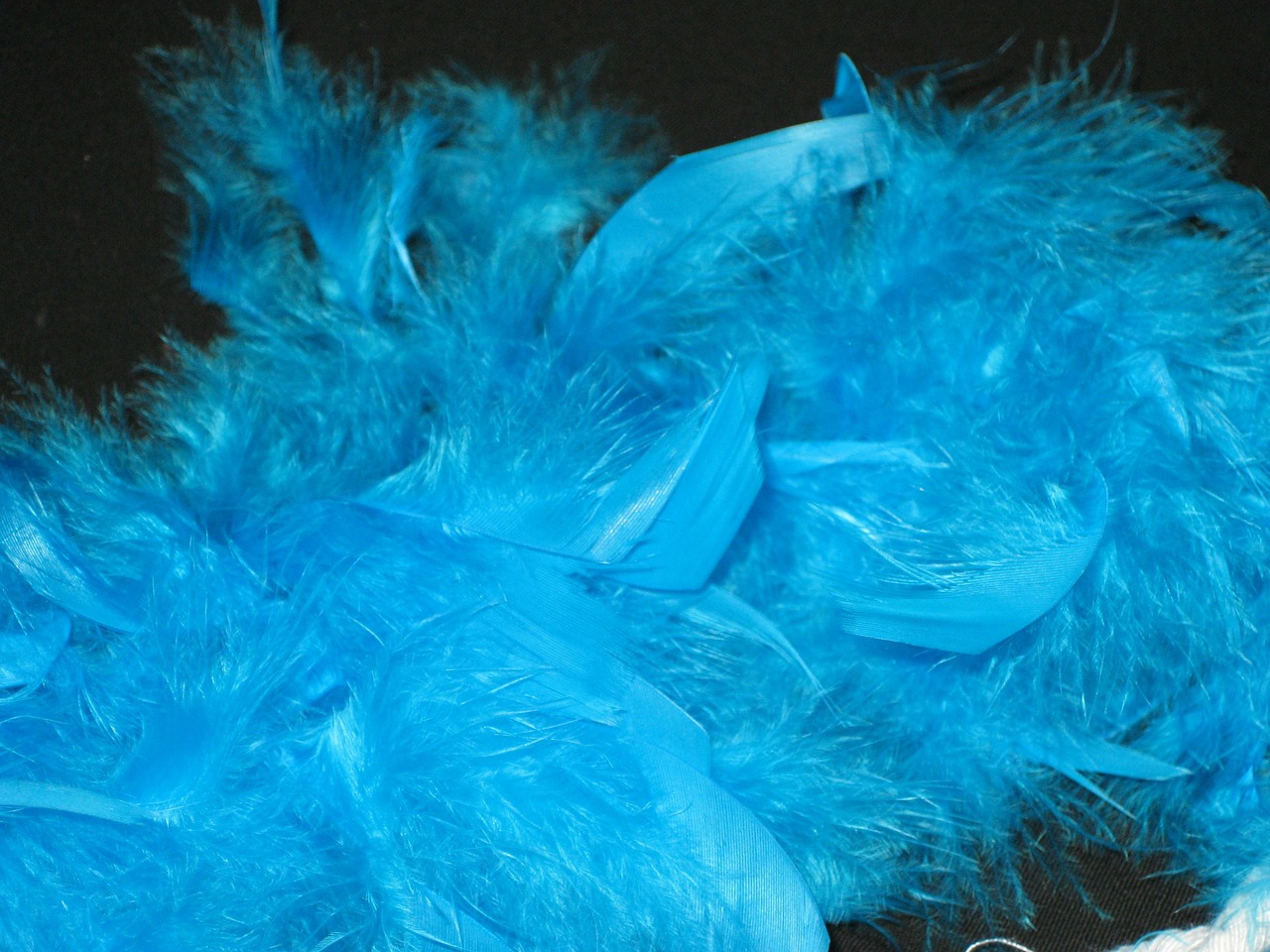 feather boa boa blue free photo