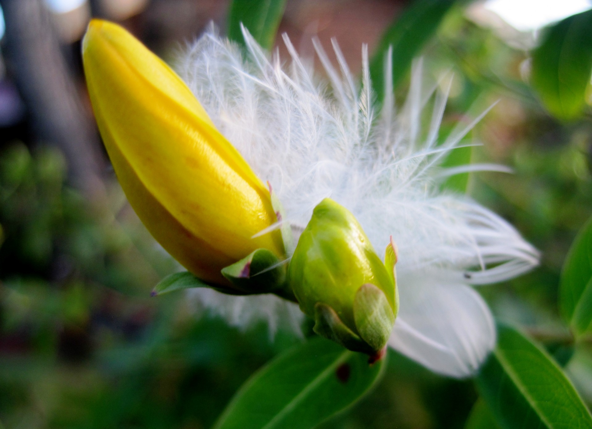 feather white light free photo