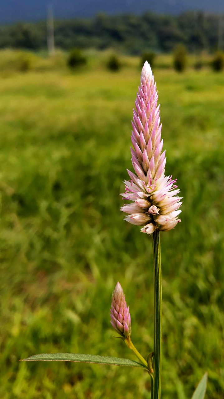 feather cockscomb  celosia argentea  pheasant crown free photo