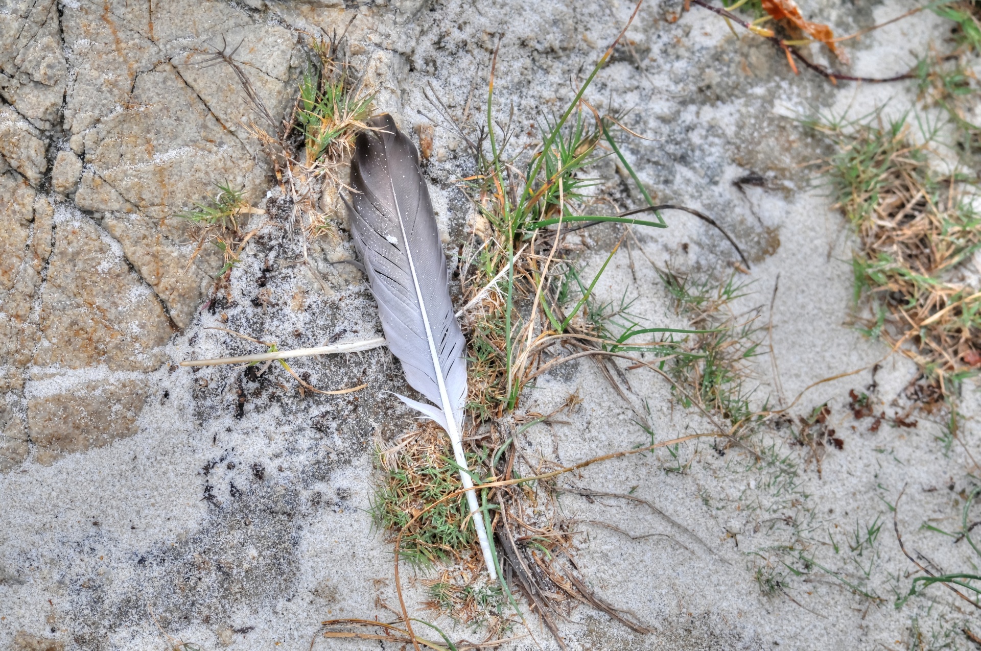 feather feathers seagull free photo