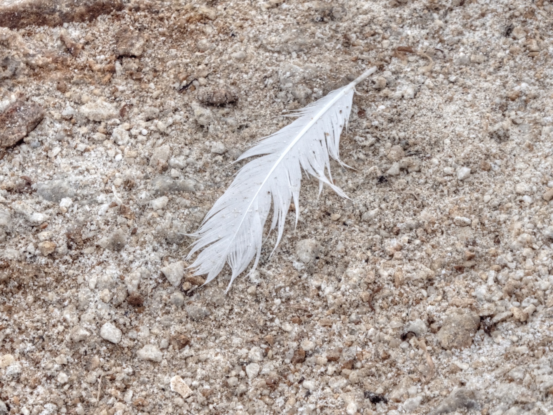 feather feathers white free photo