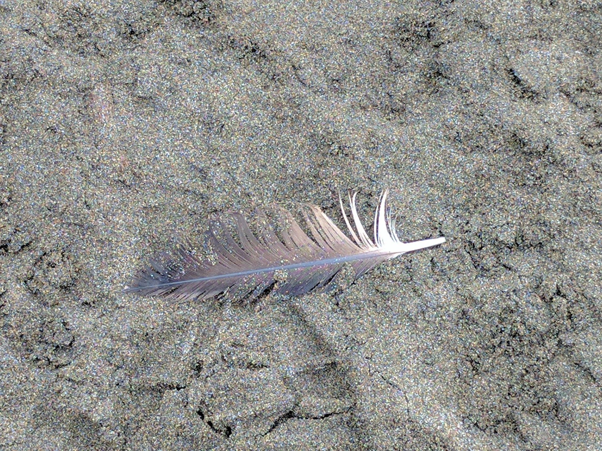 feather sand beach free photo