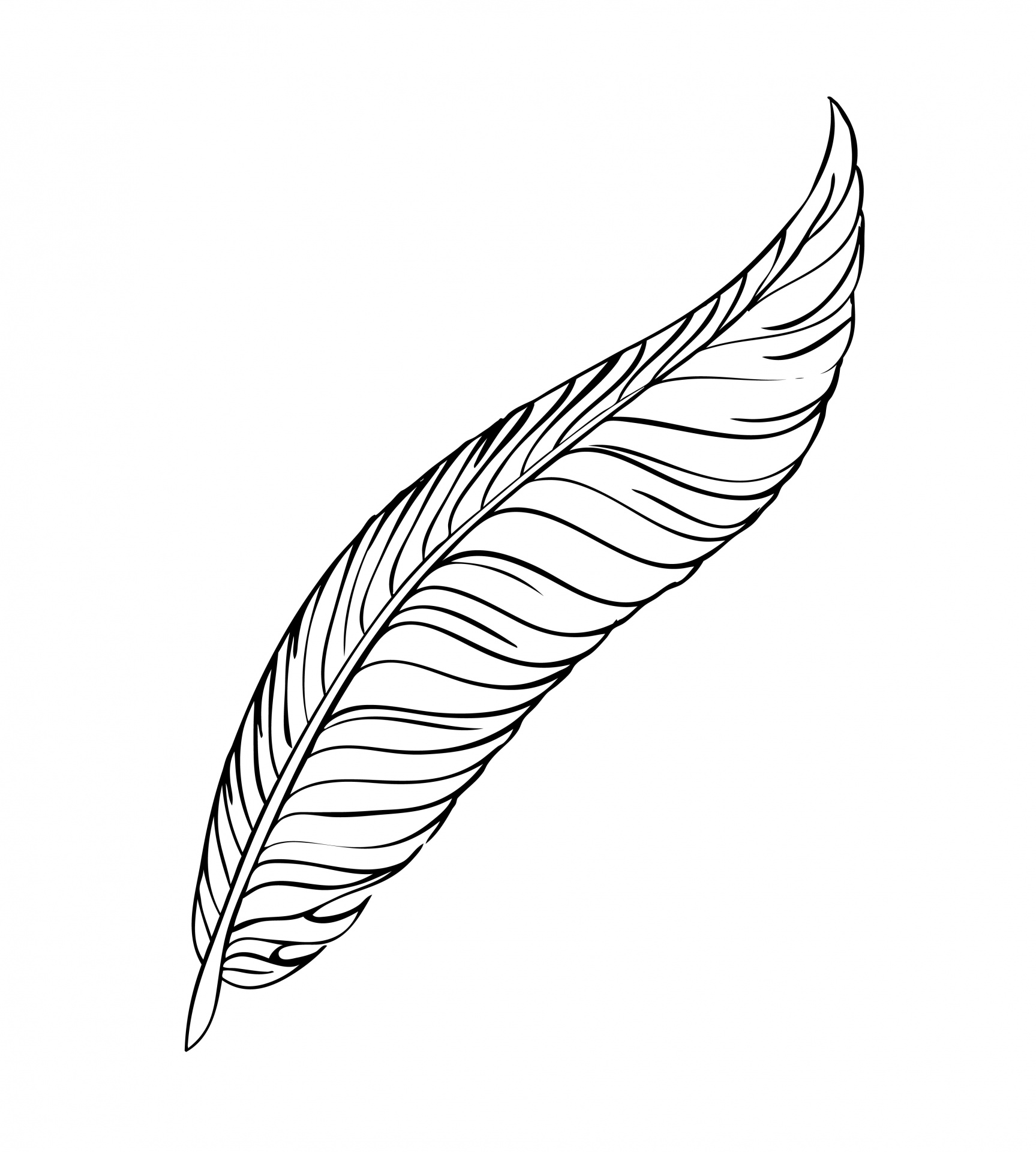 feather line art art free photo