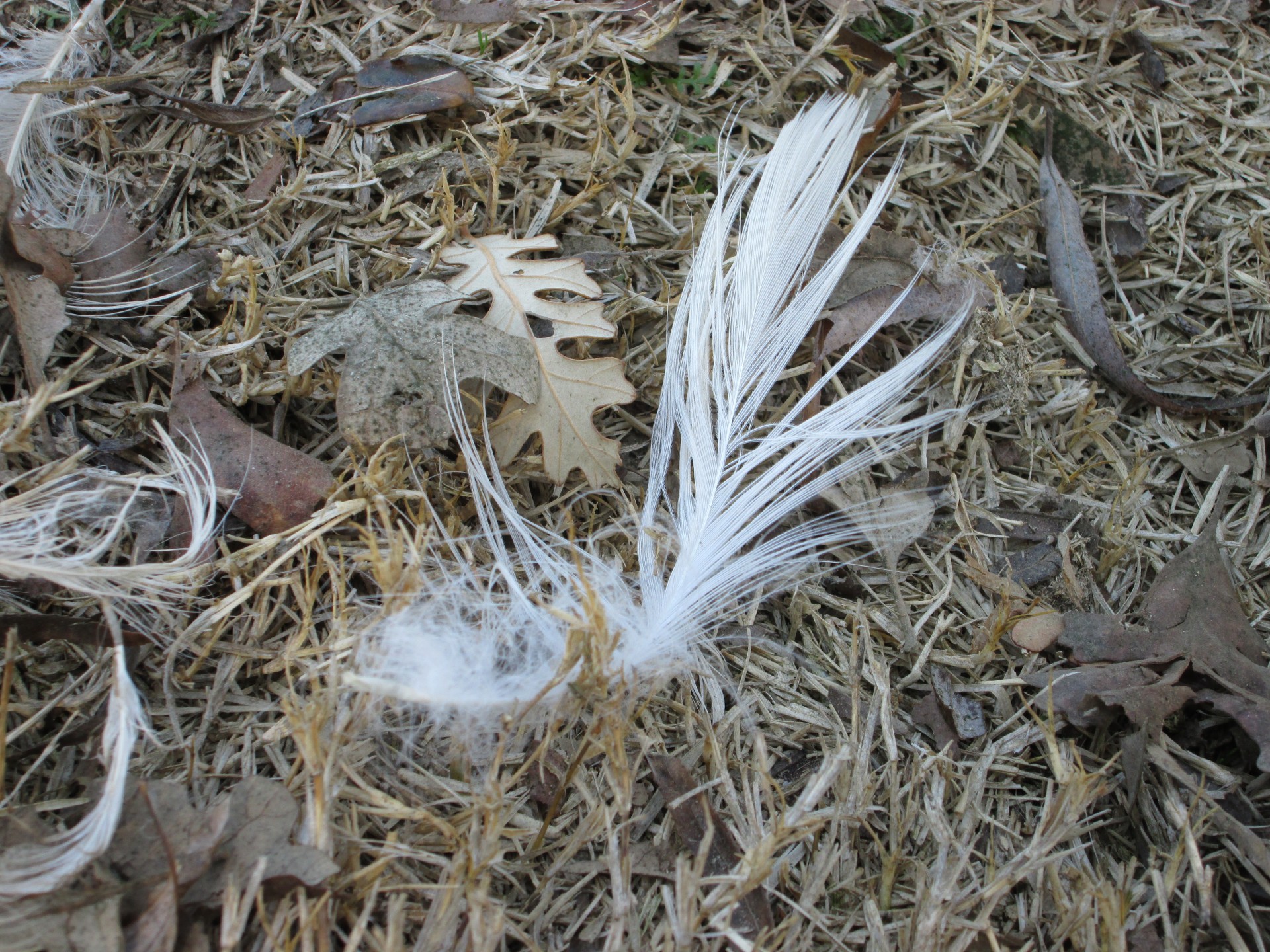 feather fluffy macro free photo