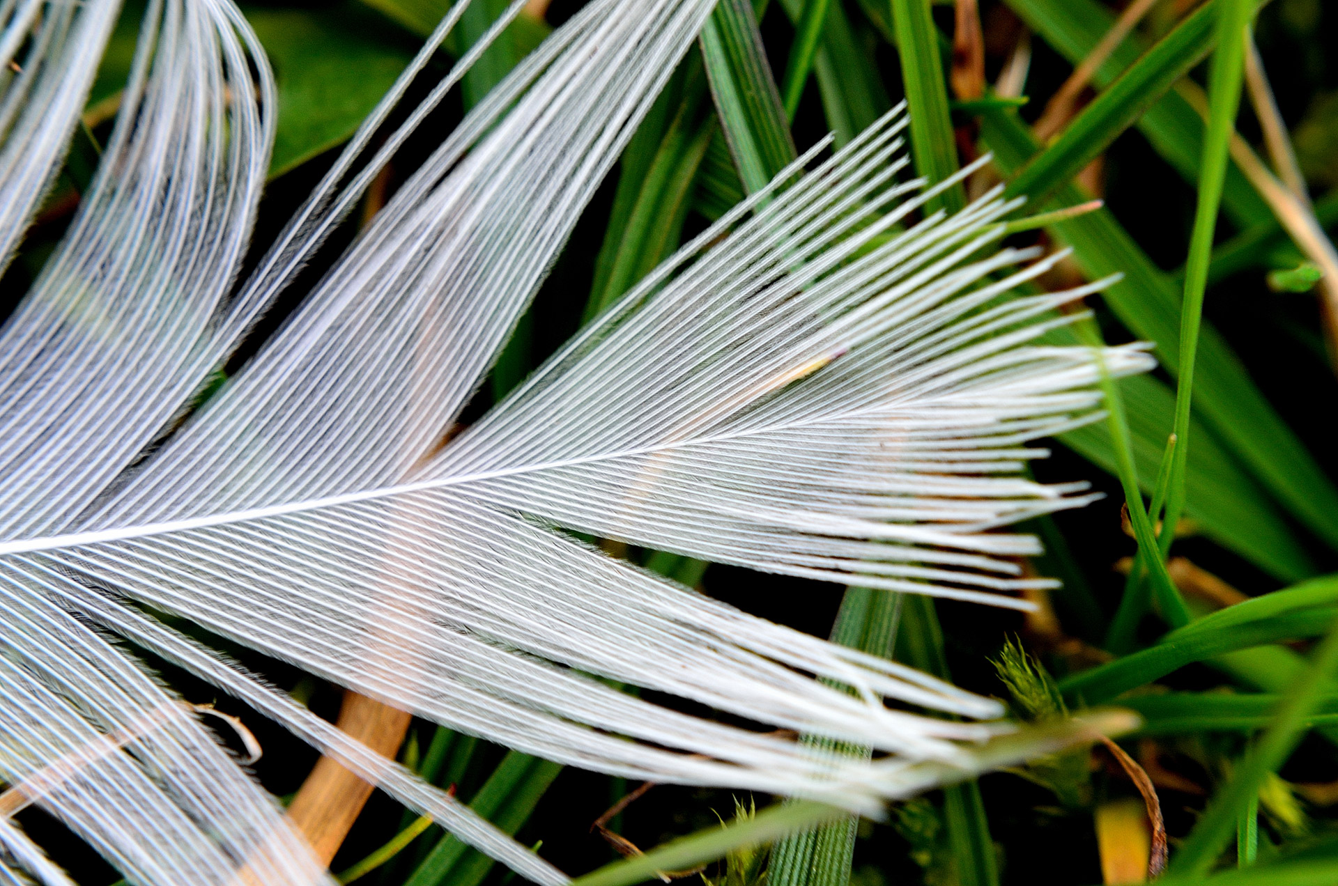 white feathers macro free photo