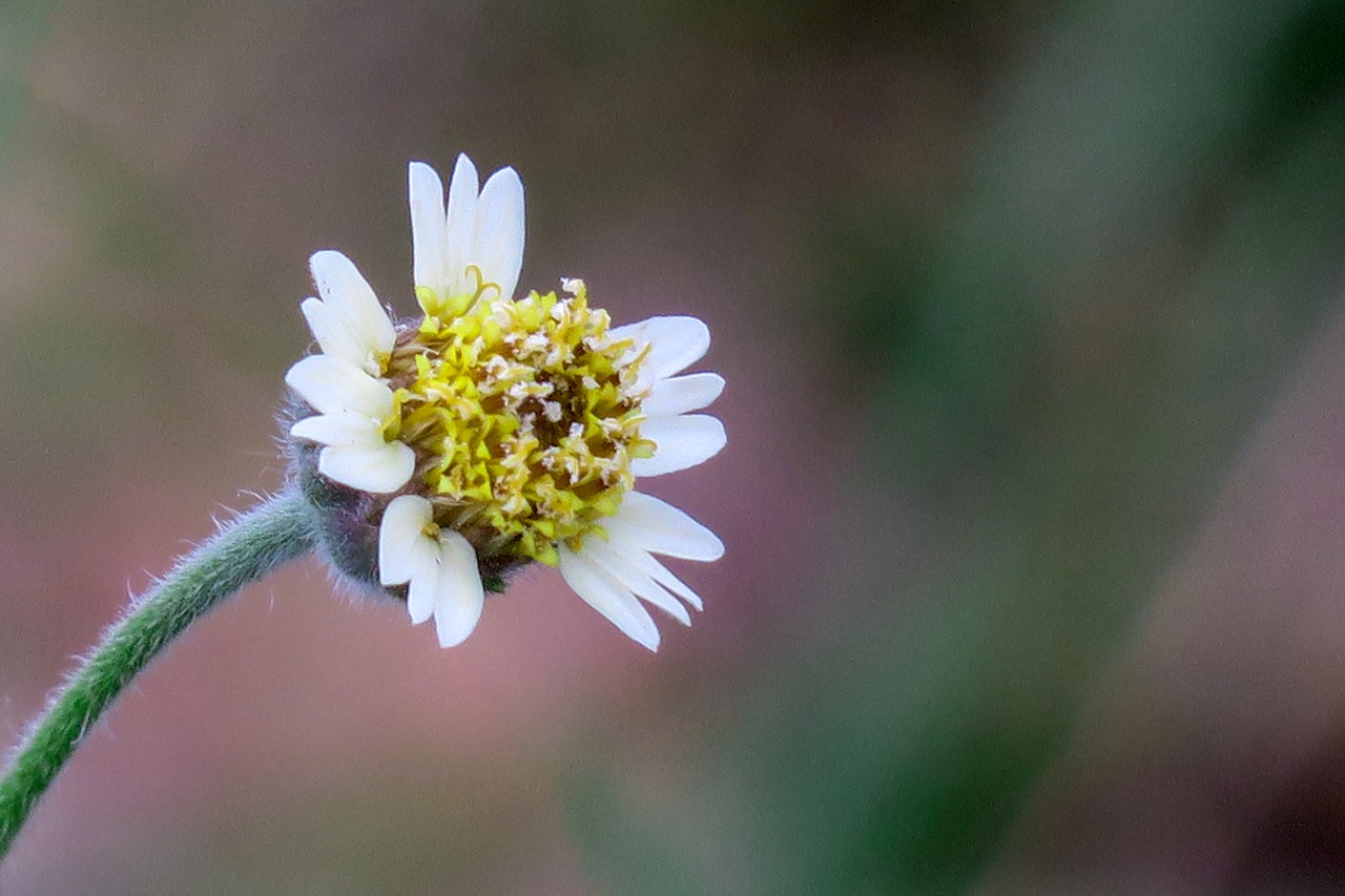 feather mount daisy  nature  flower free photo