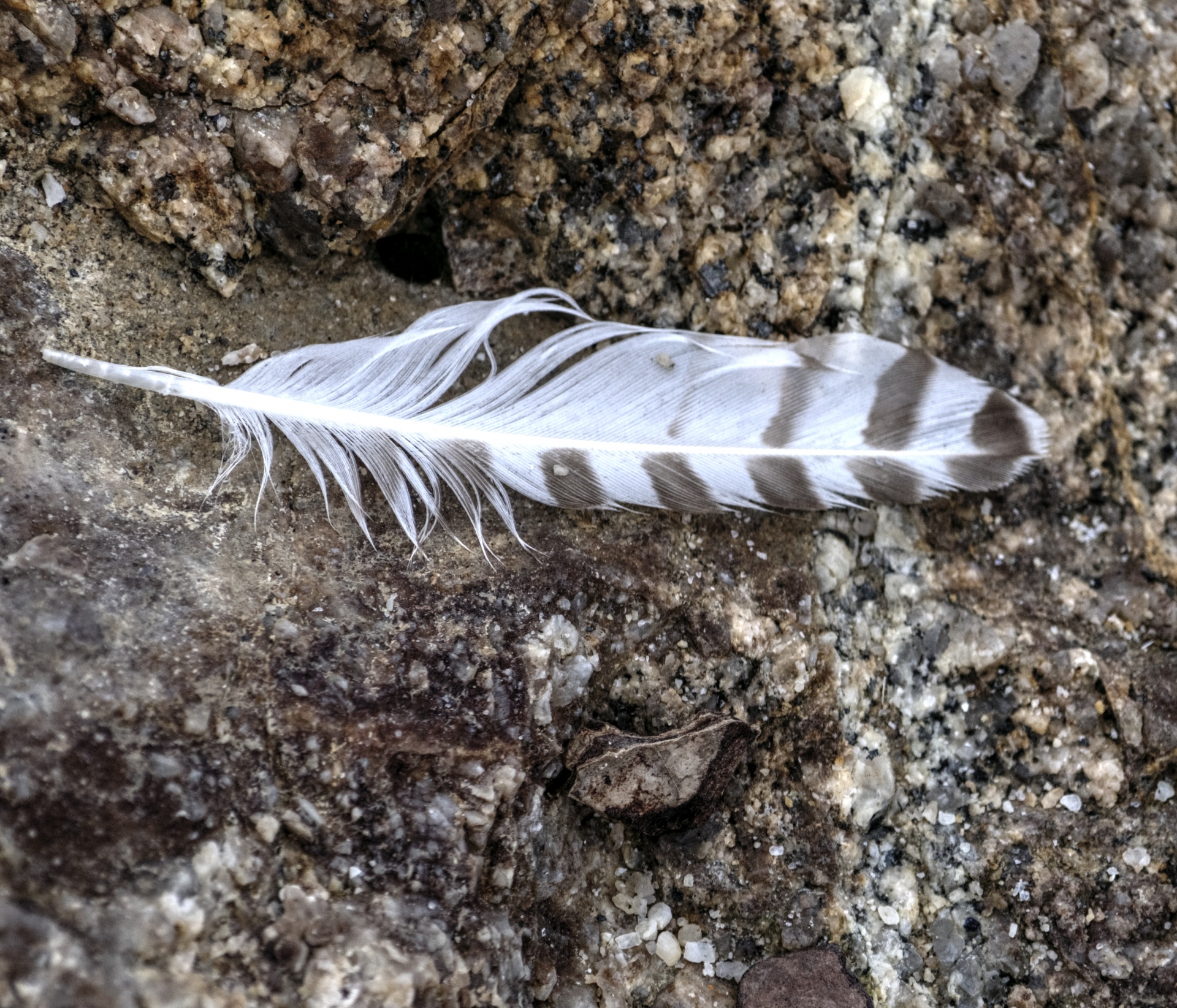 feather feathers sand free photo
