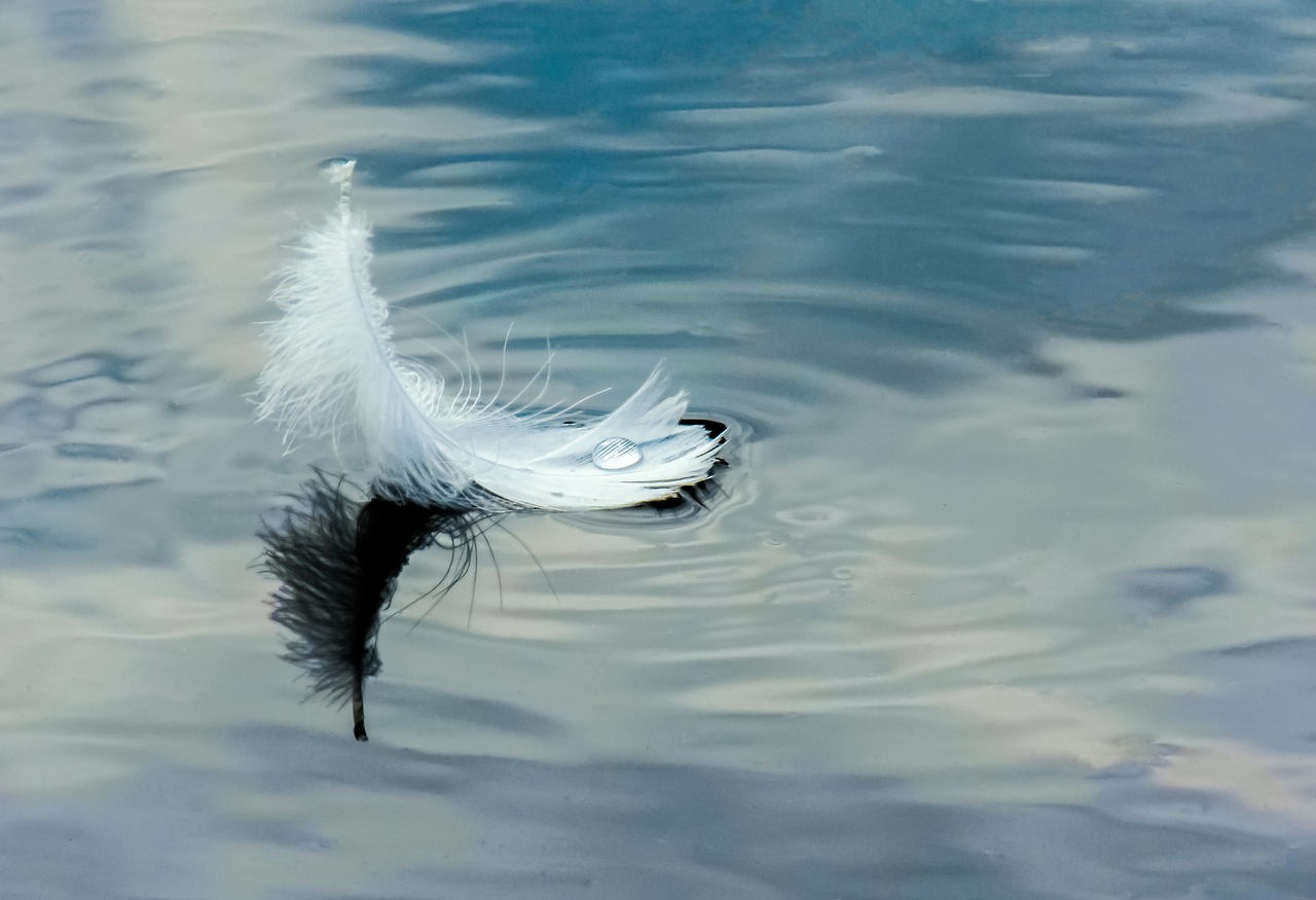 feather on water  white feather  floating on the river free photo
