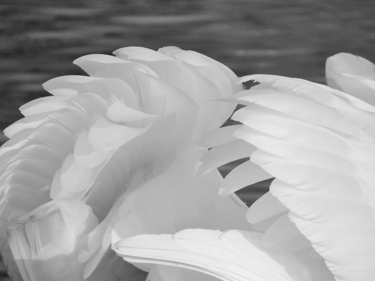 feathers swan bird free photo