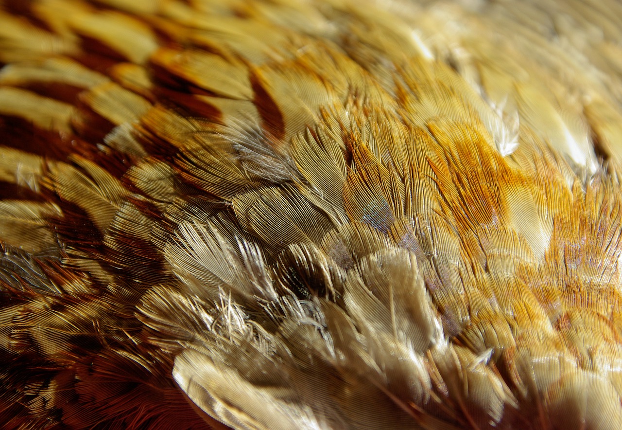 feathers bird pheasant free photo