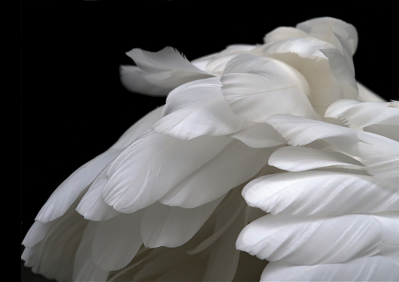 feathers white swan free photo