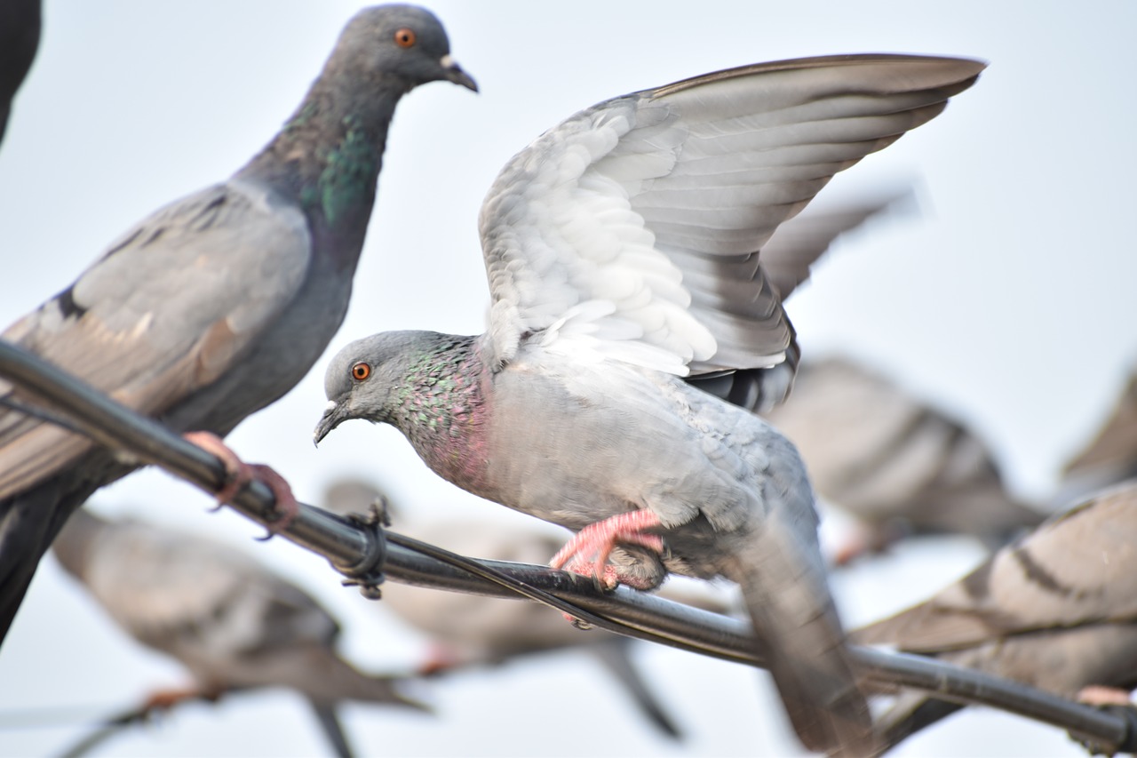 feathers pigeon wi free photo