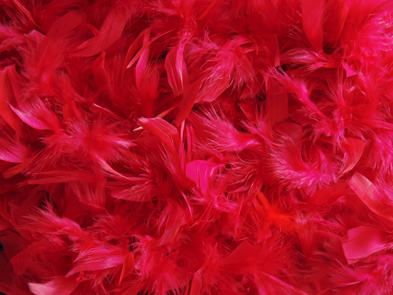 feathers dyed color free photo