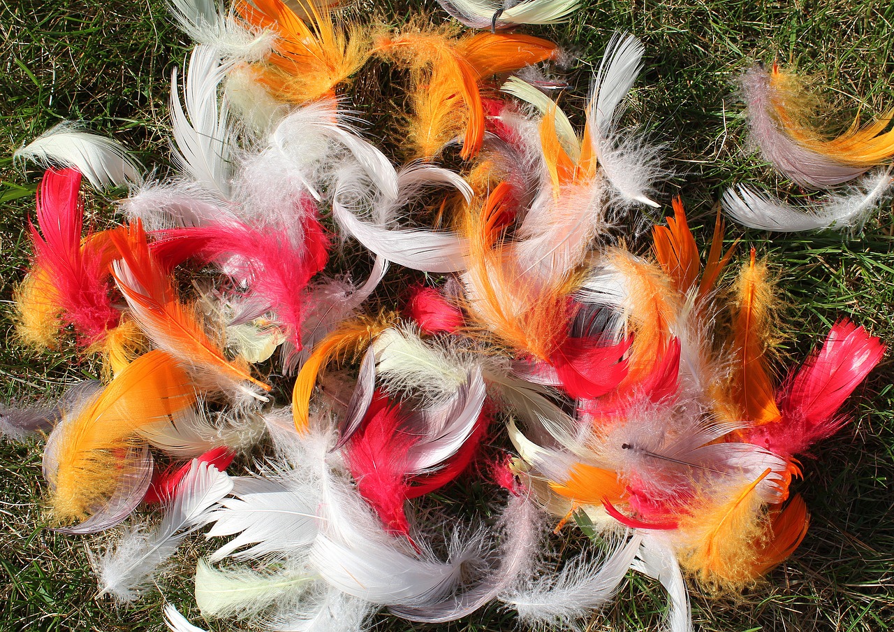 feathers  colorful  spring free photo
