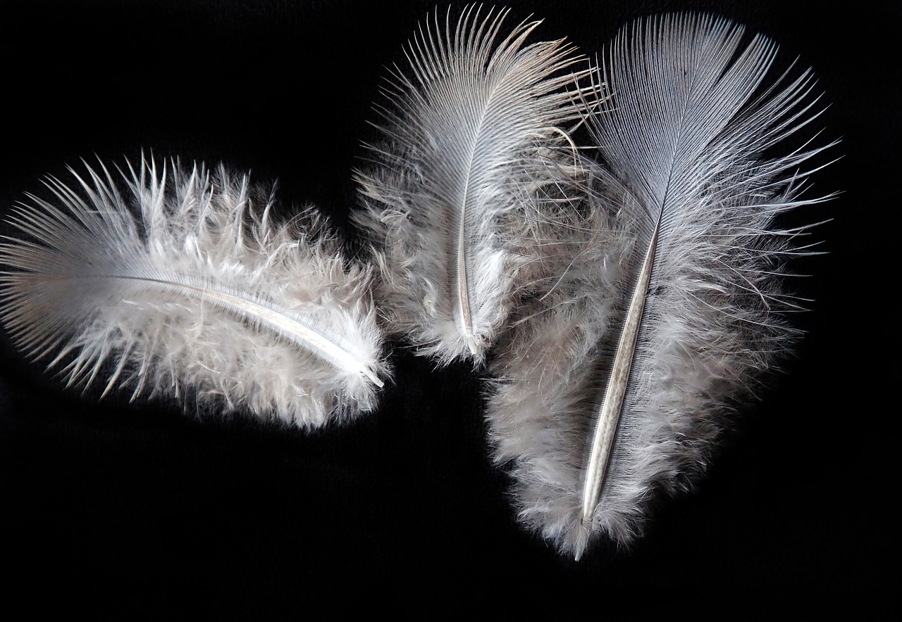 feathers  fluffy  bird free photo