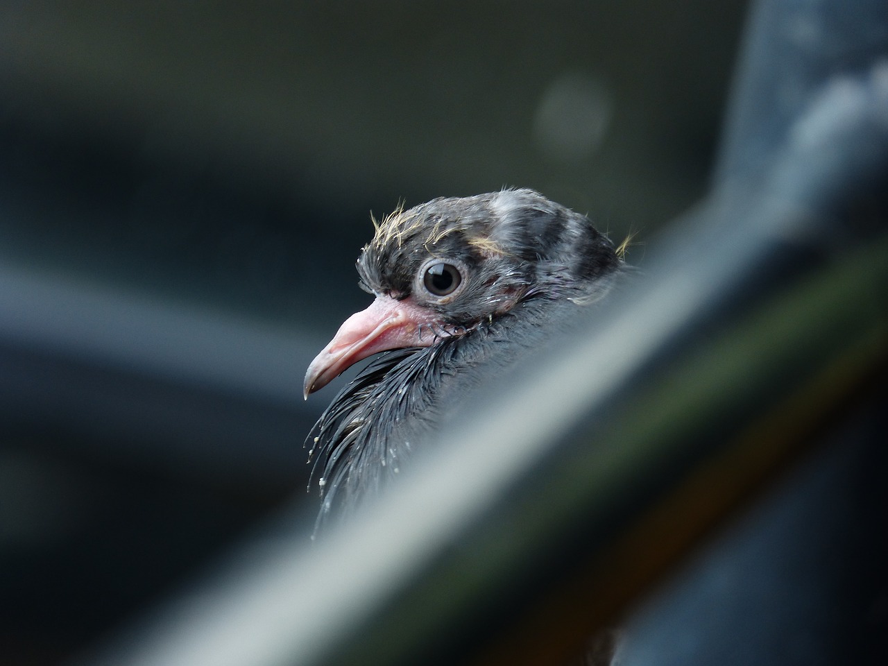 feathers  animal  pigeons free photo