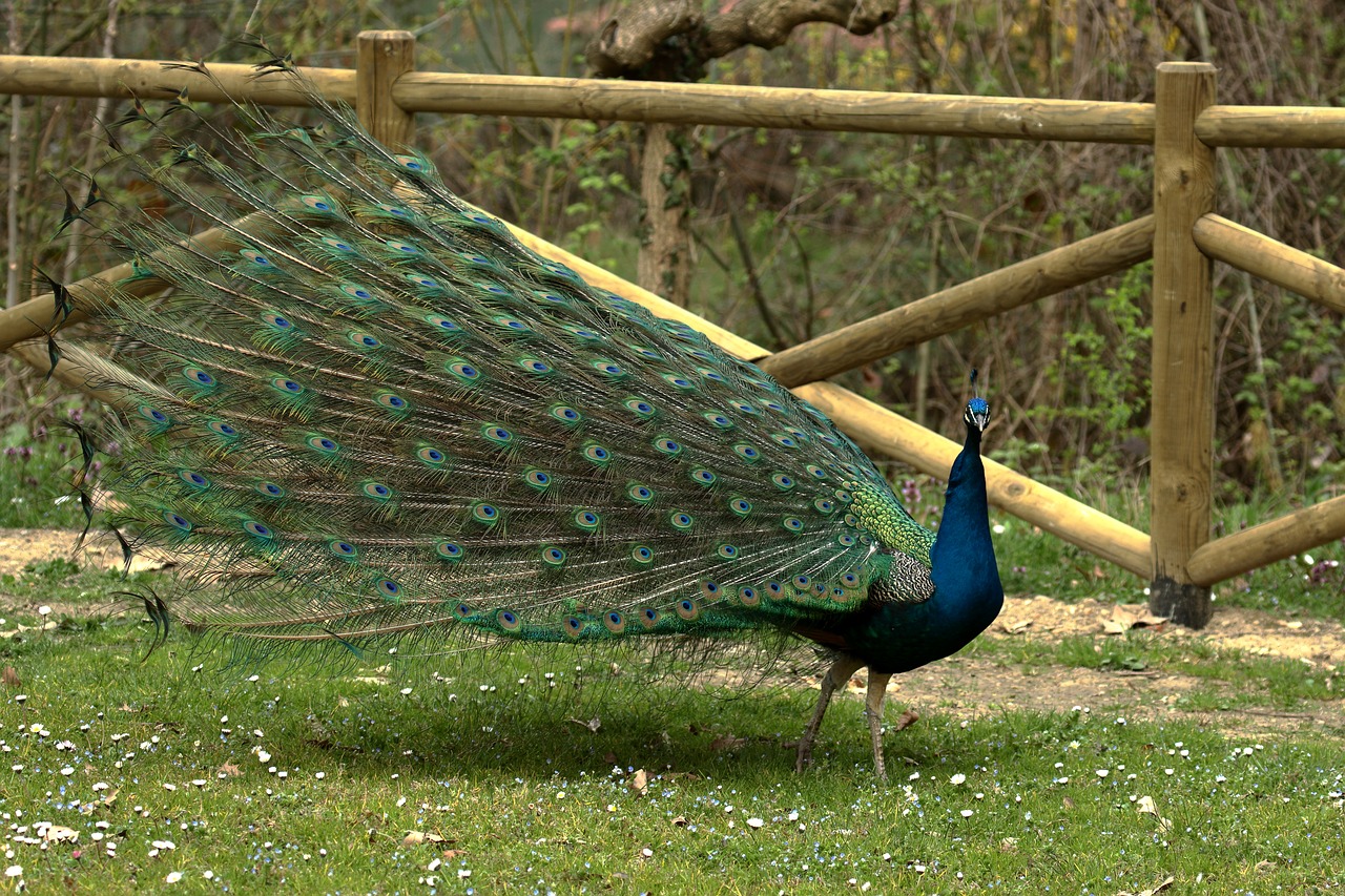 feathers  bird  peacock free photo