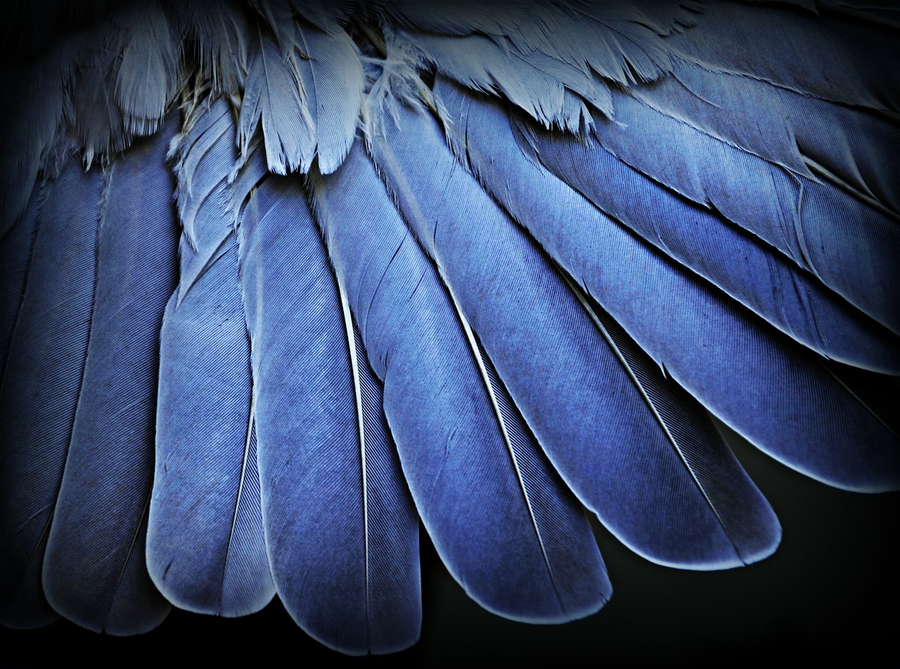 feathers wing macro free photo